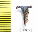 Membracidae sp.  Malaysia - INSECTS-STORE.RU
