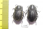 Aclypea undata verrucosa, pair  Iran, Gilan prov. - INSECTS-STORE.RU