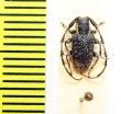 Ancita marginicollis  Australia - INSECTS-STORE.RU