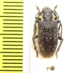 Ancita crocogaster  Australia - INSECTS-STORE.RU