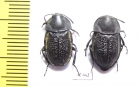 Aclypea undata verrucosa, pair  Iran, Gilan prov. - INSECTS-STORE.RU
