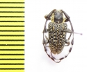 Ancita marginicollis  Australia - INSECTS-STORE.RU
