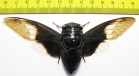 Cryptotympana aquila  Thailand  120mm - INSECTS-STORE.RU