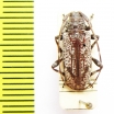 Zygocera canosa  Australia - INSECTS-STORE.RU