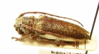 Rhytiphora decipiens  Australia - INSECTS-STORE.RU