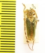 Rhytiphora nigrovirens  Australia - INSECTS-STORE.RU