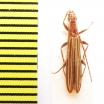 Syllitus sp.  Australia - INSECTS-STORE.RU