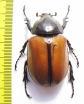 Eupatorus gracilicornis, female  Thailand - INSECTS-STORE.RU