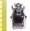 Dichotomius sp.  Peru - INSECTS-STORE.RU
