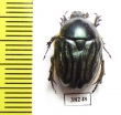 Protaetia bogdanoffi  Uzbekistan - INSECTS-STORE.RU