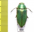 Perotis xerxes malachiticus  Turkey - INSECTS-STORE.RU