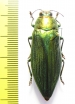 Chrysochroa purpureiventris  Thailand - INSECTS-STORE.RU