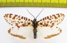 Trichoptera sp.  Russia, Tuva reg. - INSECTS-STORE.RU