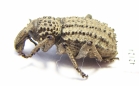 Curculionidae sp.  South Africa Rep. - INSECTS-STORE.RU