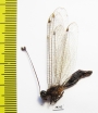 Ascalaphidae sp.  Malaysia - INSECTS-STORE.RU