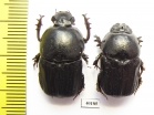 Chironitis sterculius, pair  Kazakhstan - INSECTS-STORE.RU