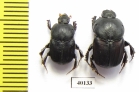 Onitis ezechias, pair  Jordan - INSECTS-STORE.RU