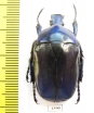 Torynorrhina flammea  Thailand - INSECTS-STORE.RU