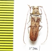 Prosopocera sp.  South Africa Rep. - INSECTS-STORE.RU