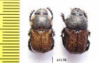 Cheironitis irroratus, pair  Italy, Sardinia - INSECTS-STORE.RU
