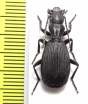 Triaenogenius sp.  Namibia - INSECTS-STORE.RU