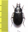 Brachyodes sp.  Namibia - INSECTS-STORE.RU