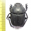 Kheper sp.  Namibia - INSECTS-STORE.RU