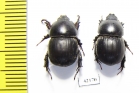Hyboschema sp., pair  South Africa Rep. - INSECTS-STORE.RU