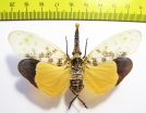 Pyrops astarte  Thailand - INSECTS-STORE.RU
