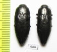 Sphenoptera glabrata  Azerbaijan - INSECTS-STORE.RU