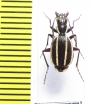 Graphipterus lugens  Namibia - INSECTS-STORE.RU