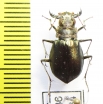 Eurymorpha cyanipes, female  Namibia - INSECTS-STORE.RU