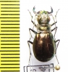 Eurymorpha cyanipes, male  Namibia - INSECTS-STORE.RU