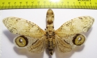 Fulgora lanternaria  Peru 140mm (3000p) - INSECTS-STORE.RU