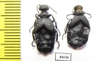 Meloe sp.  Kazakhstan - INSECTS-STORE.RU