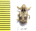 Curculionidae sp.  South Africa Rep. - INSECTS-STORE.RU
