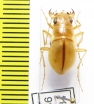 Platychile pallida, female  Namibia - INSECTS-STORE.RU
