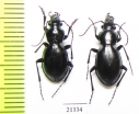 Carabus (Cyclocarabus) mniszechi, pair  Kazakhstan - INSECTS-STORE.RU