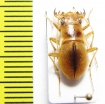 Platychile pallida, female  Namibia - INSECTS-STORE.RU