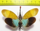 Pyrops pyrorhynchus  Thailand - INSECTS-STORE.RU