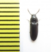 Eucnemis capucina  Belorussia - INSECTS-STORE.RU