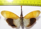 Pyrops pyrorhynchus  Thailand - INSECTS-STORE.RU