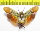 Penthicodes farinosa tulia  Indonesia, Sulawesi - INSECTS-STORE.RU