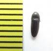 Eucnemis zaitzevi  Belorussia - INSECTS-STORE.RU