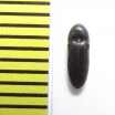 Eucnemis zaitzevi  Belorussia - INSECTS-STORE.RU