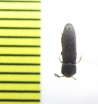 Melasis buprestoides  Belorussia - INSECTS-STORE.RU