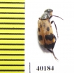 Hycleus arabicus  Saudi Arabia - INSECTS-STORE.RU