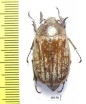 Melolontha sp.  China, Sichuan prov. - INSECTS-STORE.RU