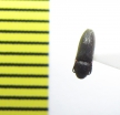 Hylis olexai  Russia, Moscow reg. - INSECTS-STORE.RU