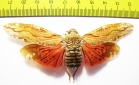 Homoptera sp.  Peru - INSECTS-STORE.RU
